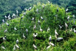 Thung Nham Bird Park