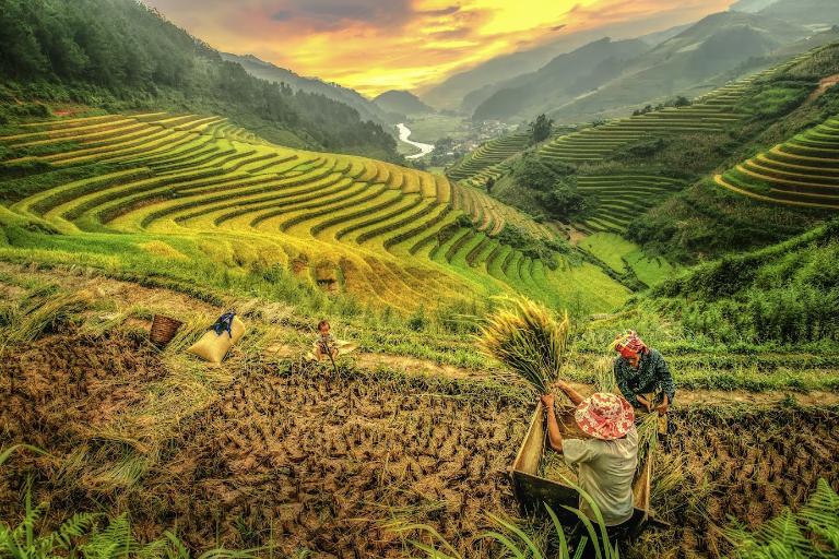 Mu Cang Chai is most stunning during the harvest season when the terraced rice fields are golden.