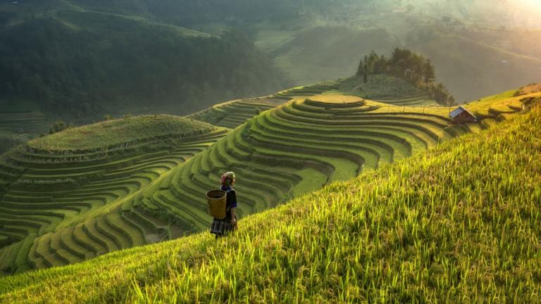 Choose between self-planning or guided tours for the Mu Cang Chai – Tram Tau experience.