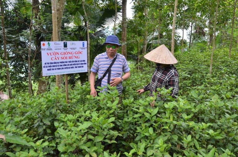 Wild Wolf Tea from Pu Luong offers stress relief, immunity boosts, and unique therapeutic properties.