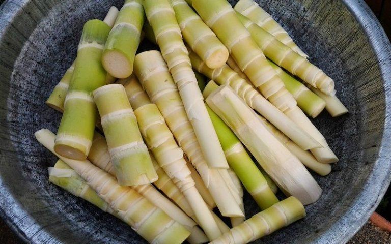 Bitter bamboo shoots, abundant in the rainy season, are a Thai dish rooted in daily life and tradition.