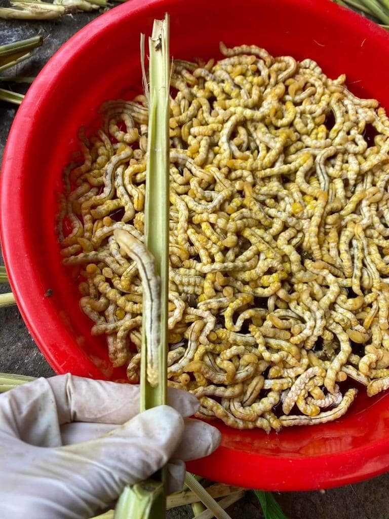 Chit worms from chit trees are a nutritious delicacy with immune-boosting and energizing properties.