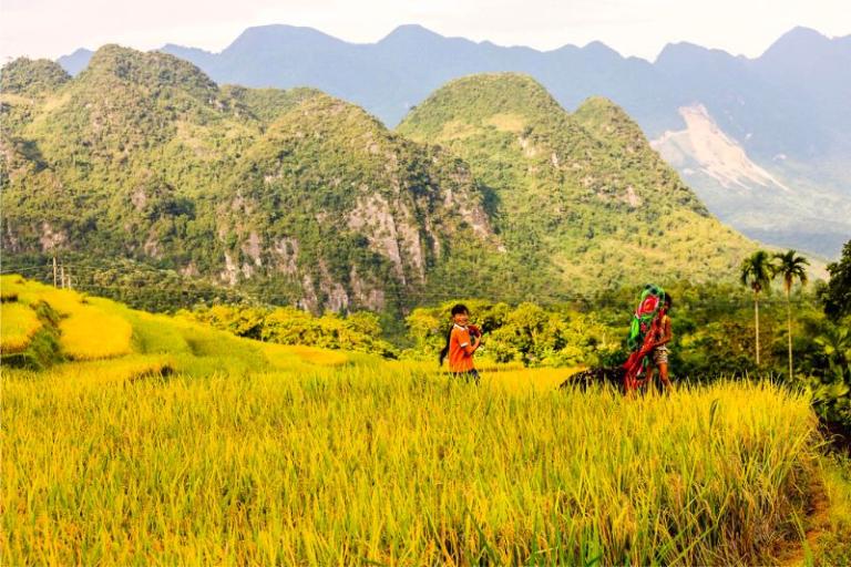 Pu Luong boasts diverse terrain with lush forests, terraced fields, and serene valleys.