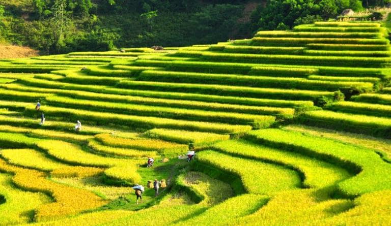 Witness breathtaking terraced fields painted in green or gold from Pu Luong’s summit.