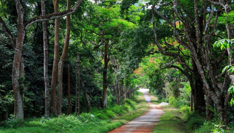 Lush greenery and dense forest paths in Cúc Phương National Park, Ninh Bình, Vietnam, home to diverse flora and fauna.