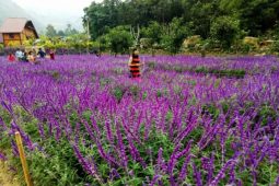 Bac Ha Flower Valley