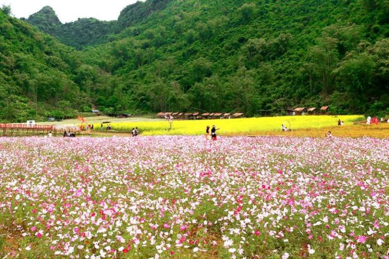 Bac Ha Flower Valley