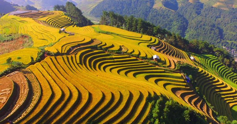 Mu Cang Chai Terraced Fields