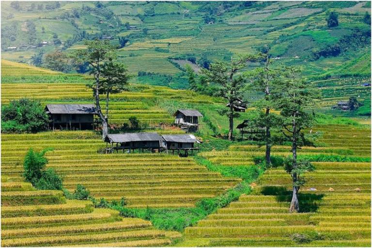 Mu Cang Chai in Yen Bai