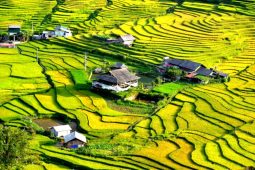 Sapa Rice Fields