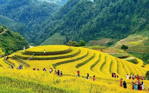 Saba Rice Fields Sapa Rice Fields: A Complete Guide to the Iconic Terraces of Vietnam