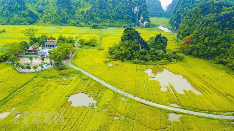 Ninh Binh rice field
