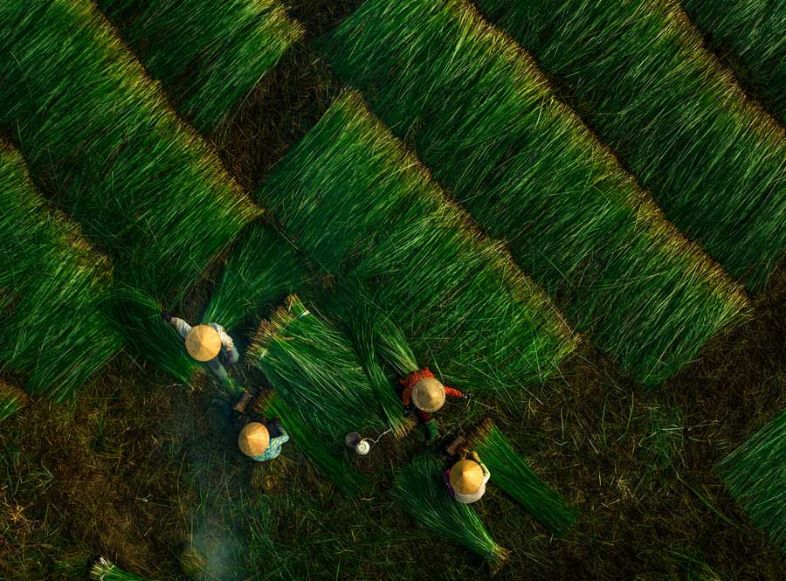 Kim Son’s sedge grass