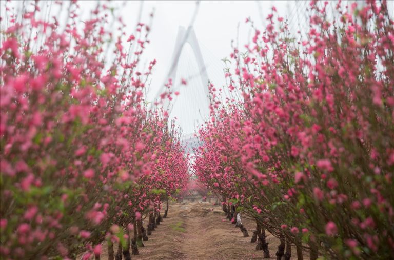 Rows of vibrant peach blossom trees bloom in Hanoi, signaling the arrival of spring.