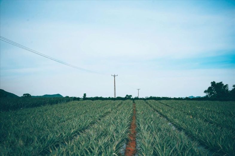 Tracing the Roots – History of Dong Giao Farm and Tam Diep Pineapple Hill