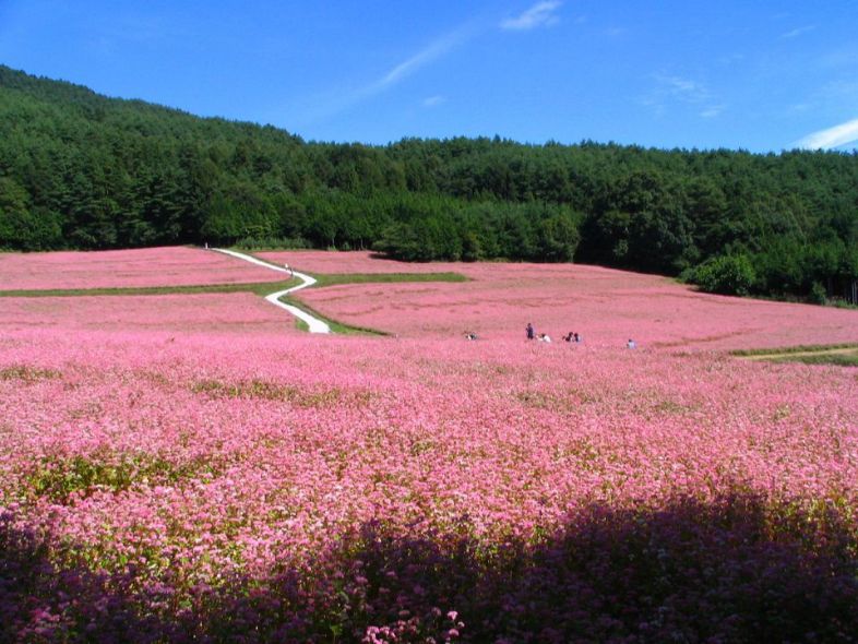 ha giang buckwheat fields