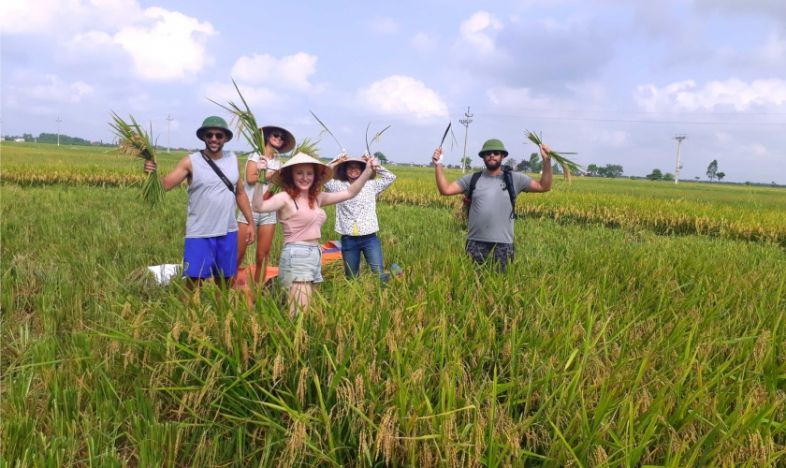 Ninh Binh rice field