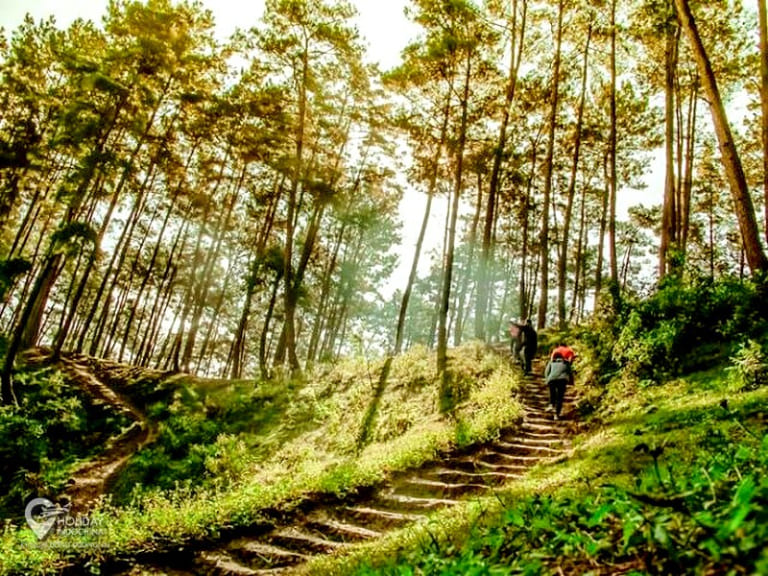 Tall pine trees blanket the hills of Yen Minh, offering a peaceful, almost European-style landscape in northern Vietnam.