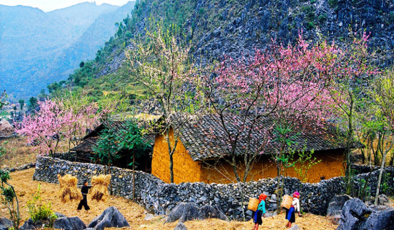 Peach and plum blossoms lining the mountain roads of Ha Giang in spring, with soft pink flowers contrasting against rugged karst scenery.