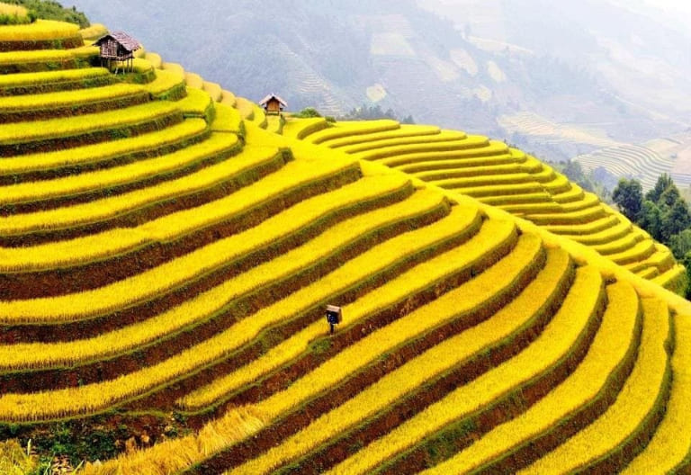Golden rice terraces stretching across Ha Giang valleys in autumn