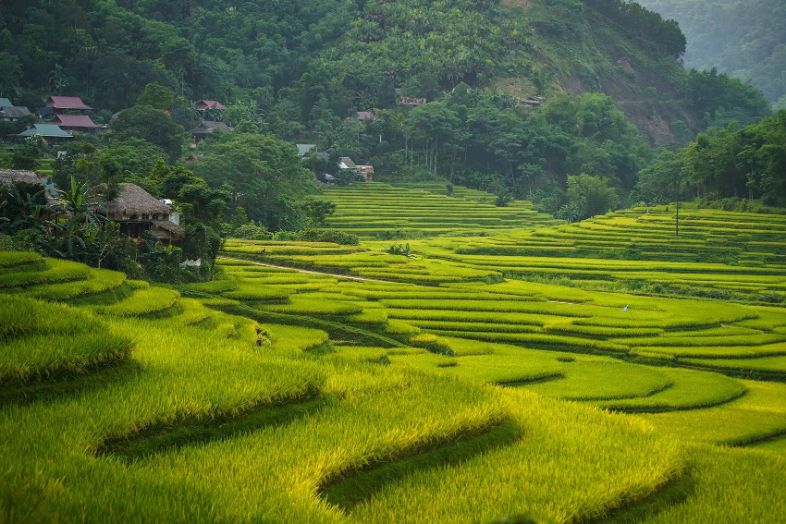 best rice fields
