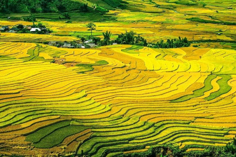 best rice fields