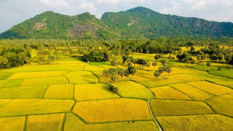 best rice fields