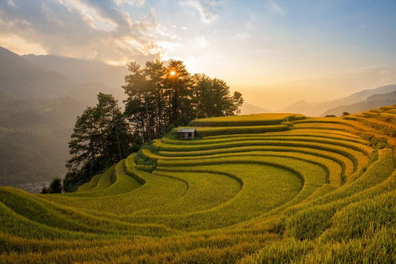 best rice fields