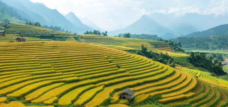 best rice fields