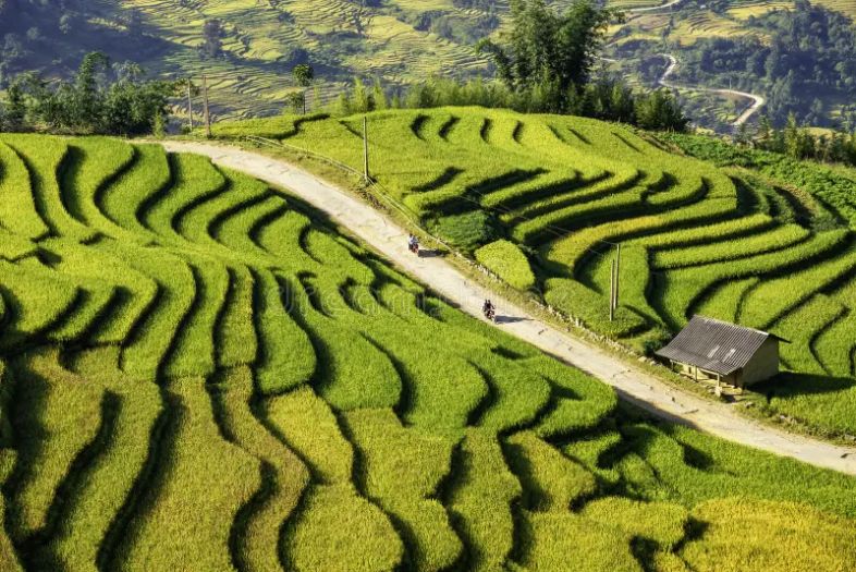 best rice fields