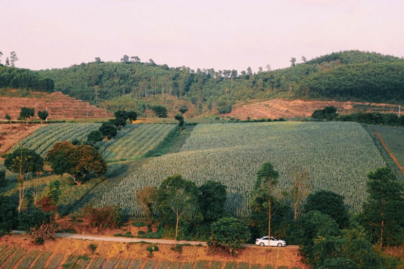 Beyond the Pineapples – Rich Red Basalt Soil at Tam Diep Pineapple Hill