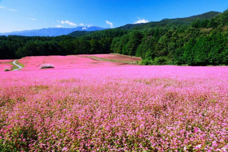Ha Giang’s autumn buckwheat fields