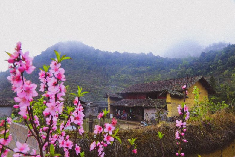 ha giang in spring