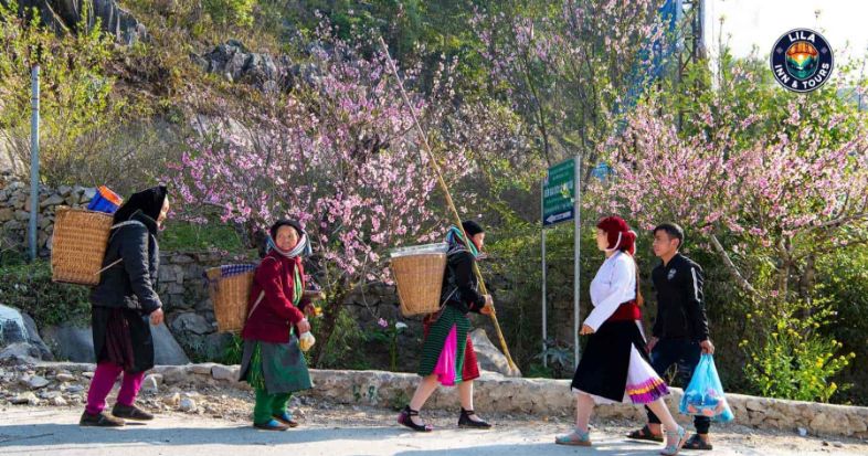 ha giang in spring