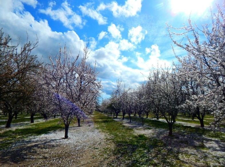 Winter in Ha Giang lights up with buckwheat, mustard, and frosted plum and cherry blossoms