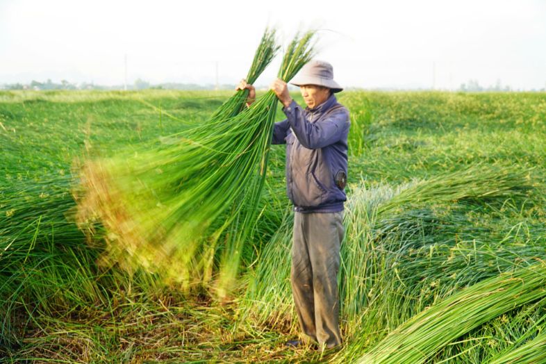 Harvest Kim Son's sedge grass