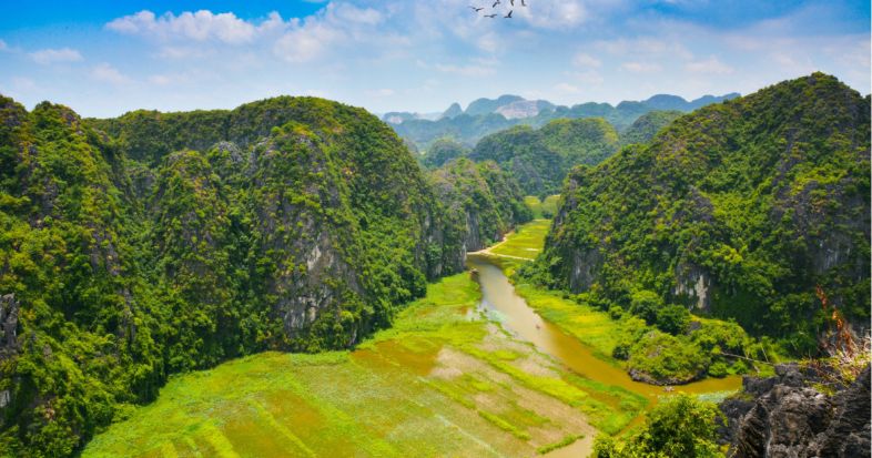 Ninh Binh rice field