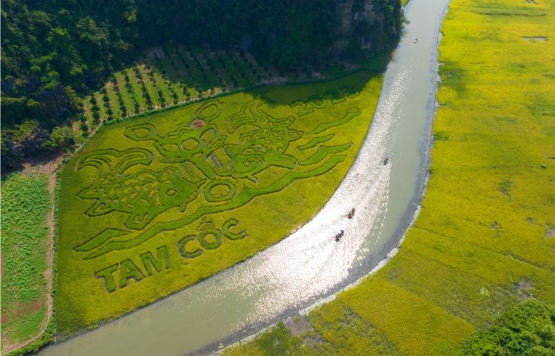 Ninh Binh rice field