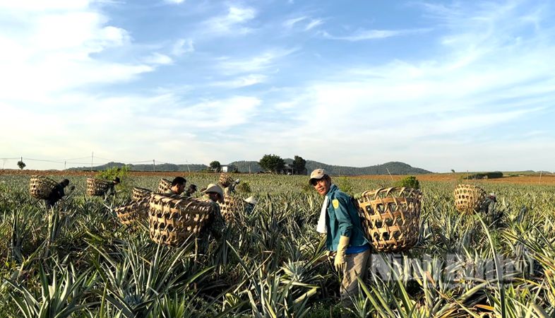 Respecting the Land and Local Farmers – Tam Diep Pineapple Hill